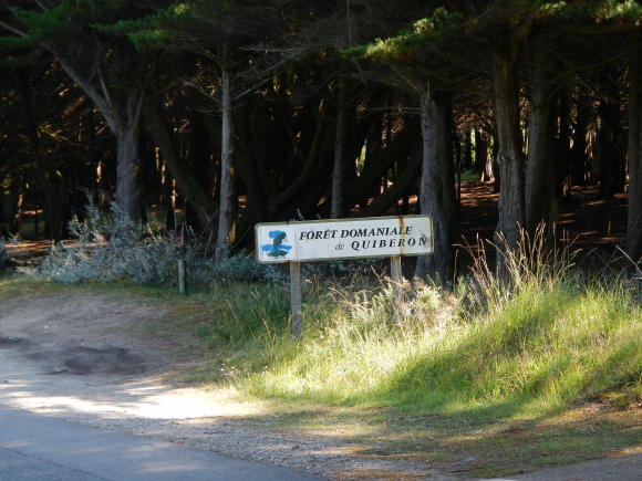 Forêt domaniale de Quiberon