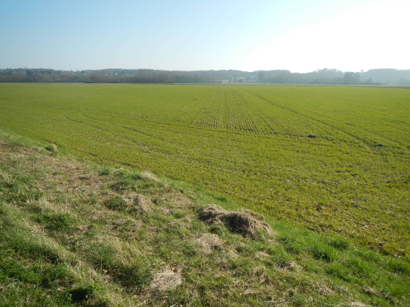 Des jolis champs tout vert :-)