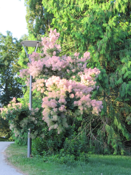 Un arbre à barbe à papa
