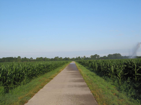 Piste dans les maïs