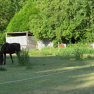 Chevaux
