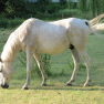 Cheval blanc