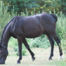 Cheval noir