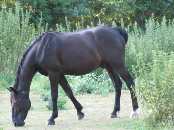 Cheval noir
