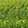 Tournesols