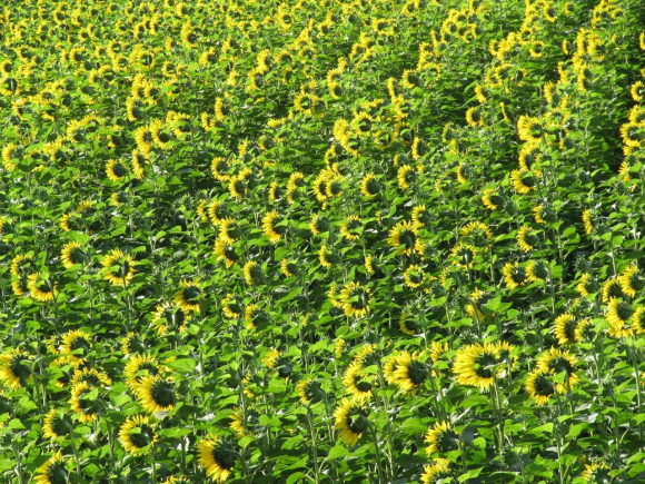Tournesols