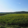 Tournesols