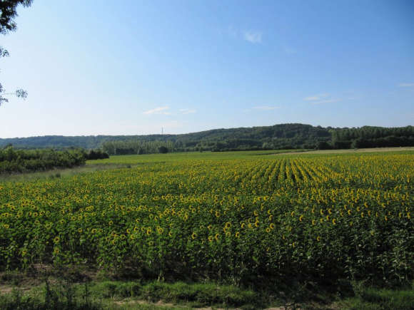 Tournesols
