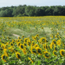 Tournesols