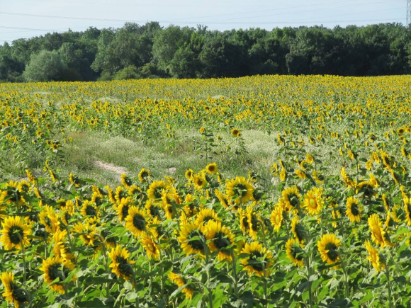 Tournesols