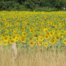Tournesols