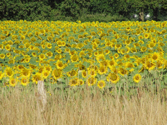 Tournesols