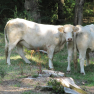 Boeufs