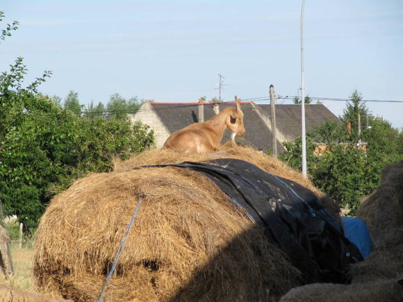 Chèvre sur paille