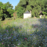 Fleurs