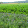 Fleurs, maïs et moissonneuse
