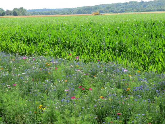 Fleurs, maïs et moissonneuse