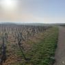 Vouvray - Amboise A/R (GR3 à pied)