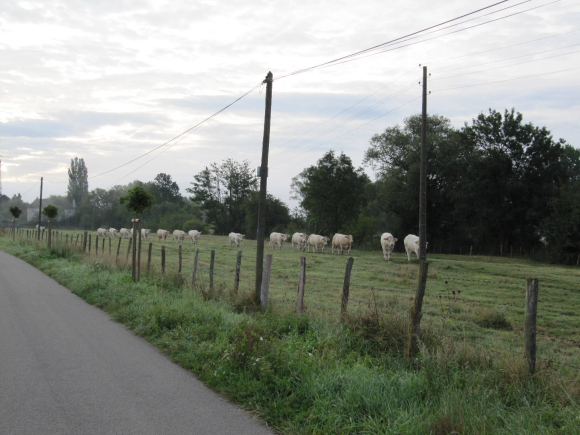 À la queue leu leu!