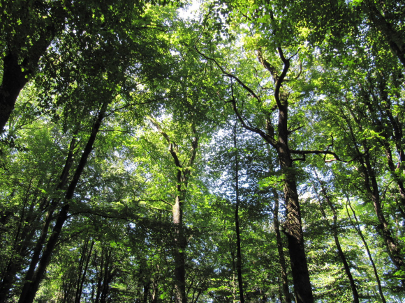 Nos grands protecteurs