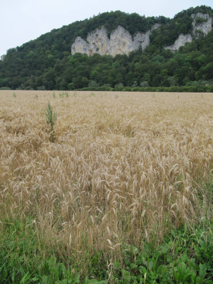 Ça devient magnifique!