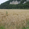 08-08-2009 (Wangen - Hausen Im Tal), 13ème jour