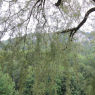 08-08-2009 (Wangen - Hausen Im Tal), 13ème jour