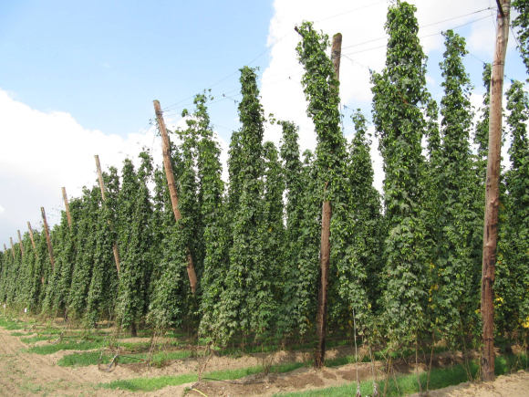 Champ de houblon