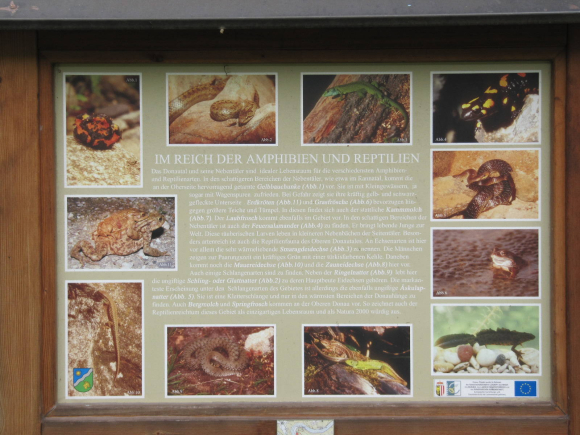 Amphibiens et reptiles de la forêt