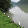 Cygnes du Danube