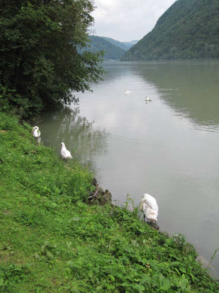Cygnes du Danube