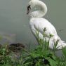 Cygne du Danube
