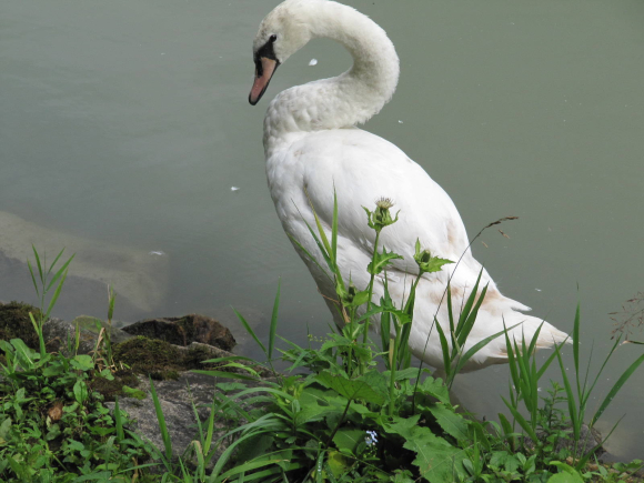Cygne du Danube