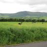 01-06-2012 (Mountshannon - Lisvarrinane (Glen of Aherlow)), 15ème jour
