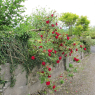 04-06-2012 (Clogheen - Dungarvan), 18ème jour