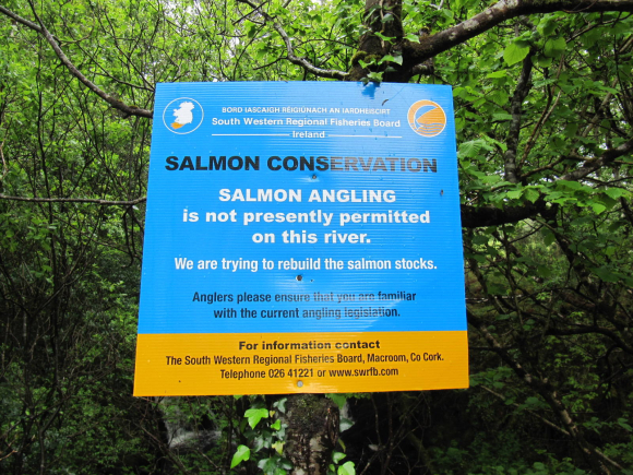 Salmon conservation