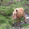 Poney