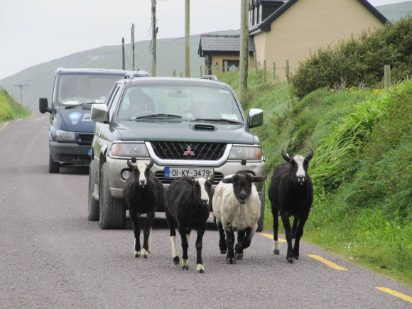 Nous laissons passer quelques moutons