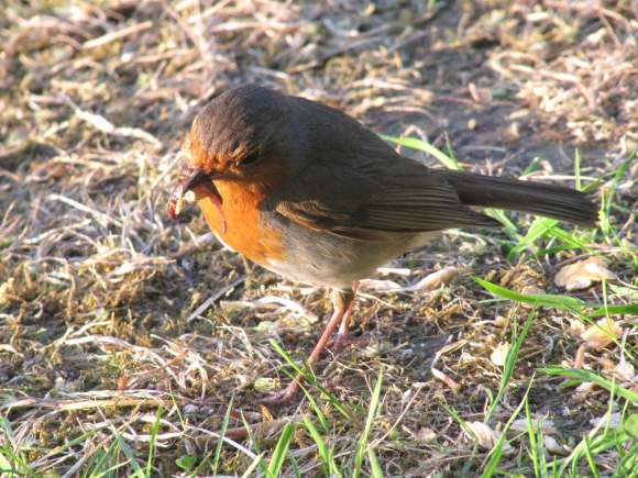 Son nid est dans un arbre en face