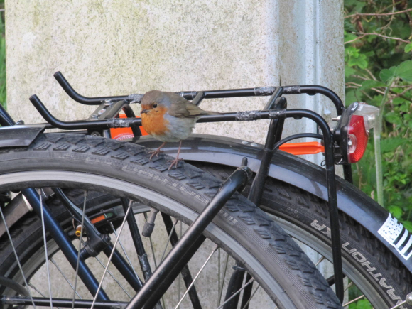 On retrouve notre pote le rouge-gorge qui pique les miettes du matin