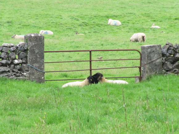 Mignons ces deux-là :-)