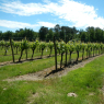04-06-2013 (Bayas - Saint-Symphorien), 4ème jour