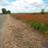 11-06-2013 (Burgos - Carrión-de-los-Condes), 11ème jour