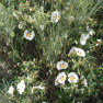 DSCN1753