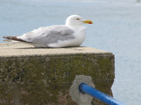 L'inévitable photo de goéland