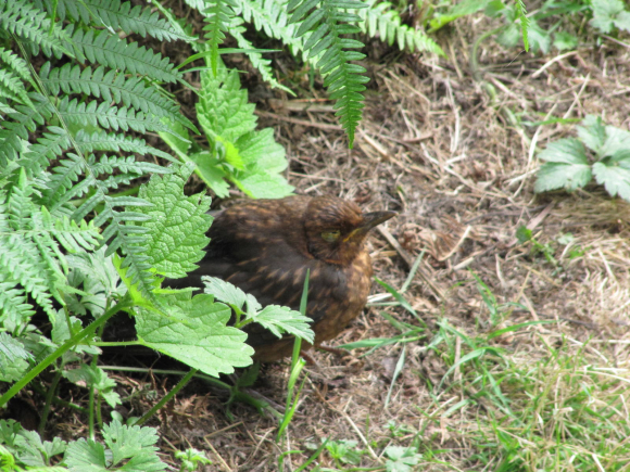 Un gros oiseau endormi dans les fougères :-)