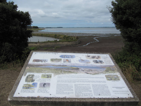 Les oiseaux du Golfe du Morbihan
