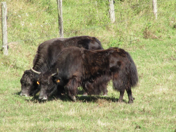 Yaks de la Loire...