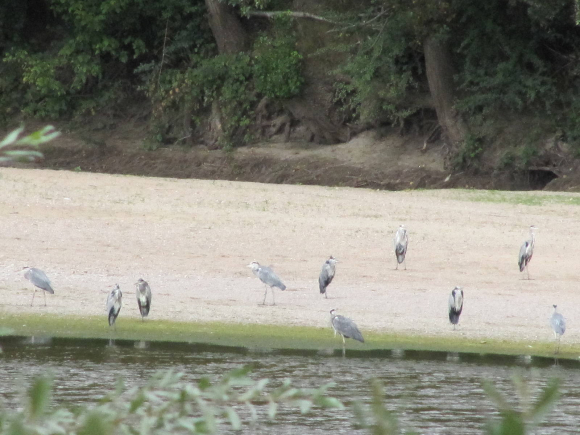 Conciliabule de hérons