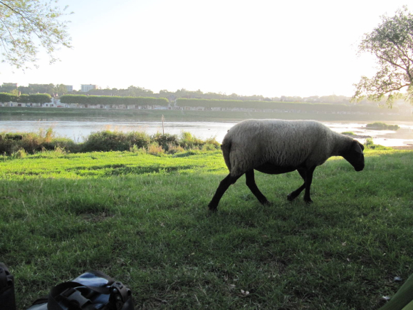 Des brebis au p'tit-déj'